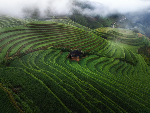 Aerial view of terraced rice fields cascading down the slopes under a blanket of mist, creating a vibrant green landscape, Rice Tray Viewpoint M&Atilde;&cent;m X&Atilde;&acute;i, Y&Atilde;&ordf;n B&Atilde;&iexcl;i, Vietnam.