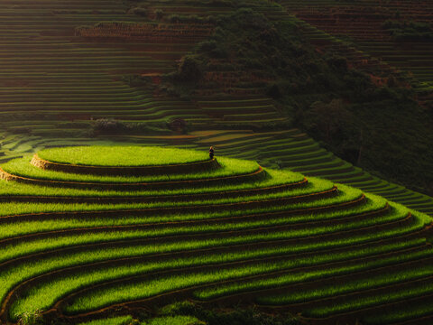 Aerial view of terraced rice paddies cascade down the hillsides, creating a vibrant tapestry of green and gold, Rice Tray Viewpoint M&Atilde;&cent;m X&Atilde;&acute;i, Y&Atilde;&ordf;n B&Atilde;&iexcl;i, Vietnam.