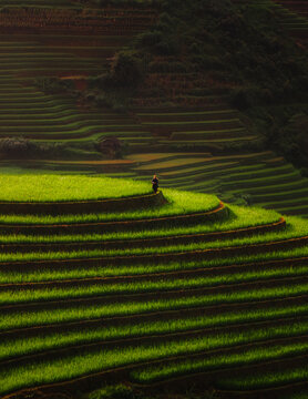 Aerial view of terraced rice fields cascade down the hillsides in vibrant greens and earthy browns, a timeless dance between nature and agriculture, Rice Tray Viewpoint M&Atilde;&cent;m X&Atilde;&acute;i, Y&Atilde;&ordf;n B&Atilde;&iexcl;i, Vietnam.