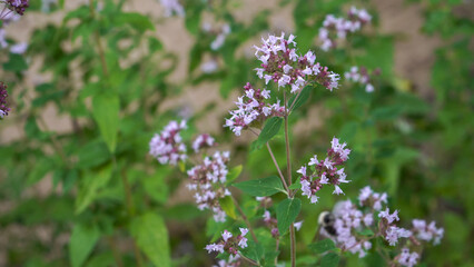 A close-up of the Wild Marjoram plant, also known as oregano. This aromatic Origanum vulgare herb...