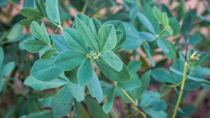 A detailed close-up of Blue Wild Indigo foliage. The medicinal Baptisia australis plant features distinctive blue-green trifoliate leaves arranged on the stem. 🌿