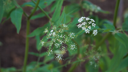 A close-up view of flowering Skirret, a perennial root vegetable. The Sium sisarum plant features delicate compound umbels of tiny white flowers in summer. 