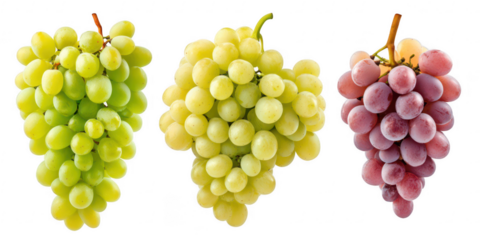 Three bunches of grapes on transparent png background