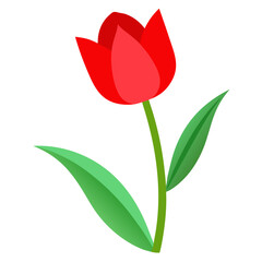 red tulip isolated on white