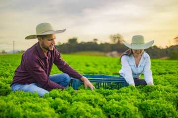 Couple harvesting organic lettuce in a sustainable farm. Agricultural teamwork and eco-friendly...