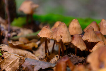 A large group of small forest mushrooms with thin stems and conical caps growing among fallen autumn leaves. This macro shot conveys the details of the forest microworld, the processes of decompositio