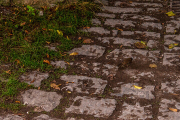 Erithacus rubecula pertenece a la familia de Muscicapidae.
