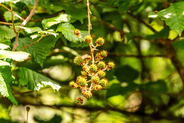 Rubus ulmifolius pertenece a la familia de Rosaceae.