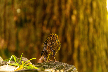 Erithacus rubecula pertenece a la familia de Muscicapidae.