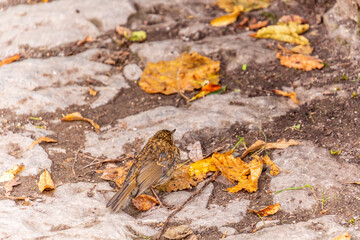 Erithacus rubecula pertenece a la familia de Muscicapidae.