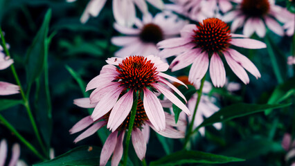 pink and white flower