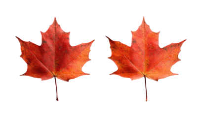 Two vibrant autumn maple leaves