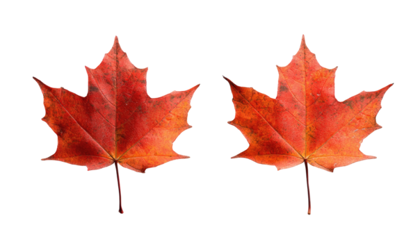 Two vibrant autumn maple leaves