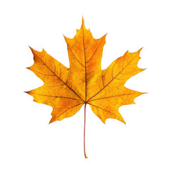 Fototapeta premium Autumn maple leaf on black background