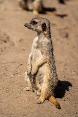 Fototapeta premium Alert meerkat on sandy terrain.