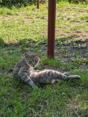 Obraz premium A relaxed cat grooming itself on the green grass in the shade of a pole. Calm domestic moment.