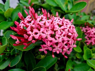 Beautiful flowers on the side of the road that are blooming
