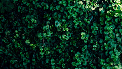 abstract background of green
