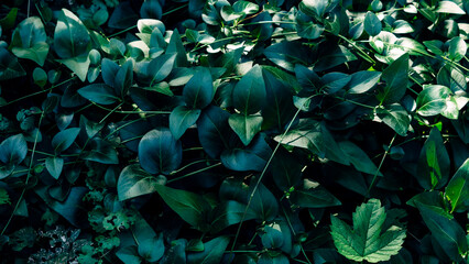 green leaves background