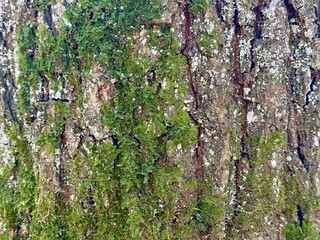 Green moss on a wood, macro textured background