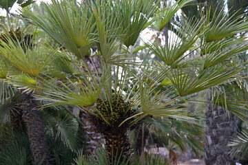 Fototapeta premium owocnia palmowa daktyle bardzo dużo i zbliżenia