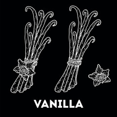 Naklejka premium Vanilla sketch. Hand drawn vector illustration.
