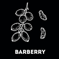 Barberry berries sketch. Hand drawn vector illustration. Dried barberry berries. Kitchen spice