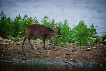 Muntjac Deer Grazing by Waterside
