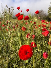 Field of red poppies in the countryside with morning dew