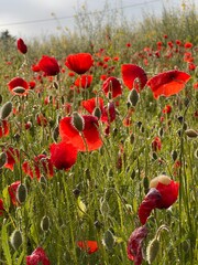 Field of red poppies in the countryside with morning dew