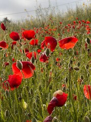 Field of red poppies in the countryside with morning dew