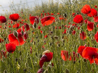 Field of red poppies in the countryside with morning dew