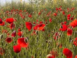 Field of red poppies in the countryside with morning dew