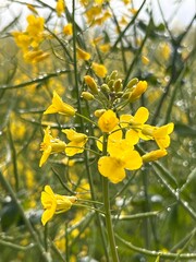yellow flowers on the hills, in the morning with the dew