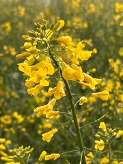 yellow flowers on the hills, in the morning with the dew
