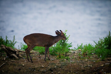 Muntjac Deer Feeding by the Lake