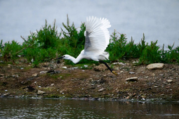 Little Egret in Flight Over Lakeside