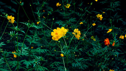 yellow flowers in the grass