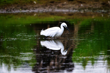 Little Egret Reflected in Still Water