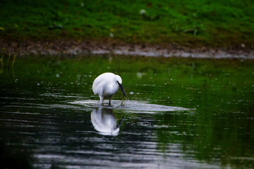 Little Egret Catching Prey in Green Waters
