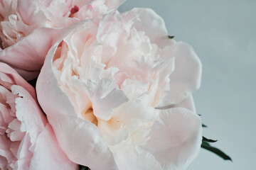 Delicate pale pink peony blooms with soft petals and gentle texture