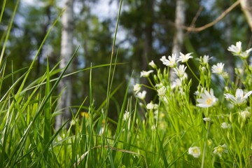 Stellaria palustris in the garden. Macro