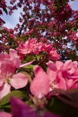 The blooming Nedzvetsky apple tree in the garden. Macro