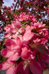 The blooming Nedzvetsky apple tree in the garden. Macro