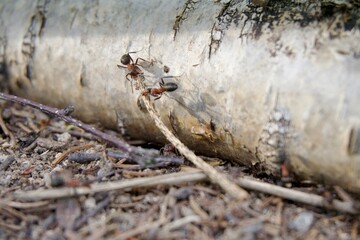 Ants on a birch stump in the forest. Macro