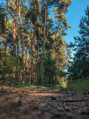 A scenic trail running through a pine forest with sunlight casting long shadows. Peaceful natural...