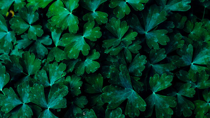 green leaf background