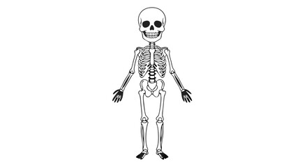 Stylized skeletal figure for anatomical study or halloween illustration and related medical fields or educational projects