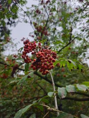 orange mountain ash blue sky green foliage