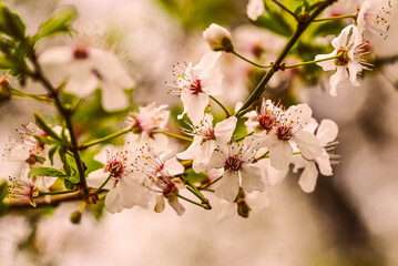Spring blossoms in soft focus. Delicate white flowers on a branch.